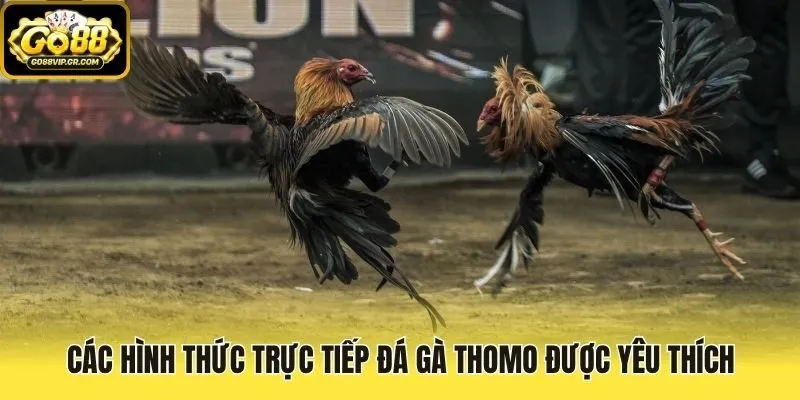 Các hình thức trực tiếp đá gà Thomo được yêu thích