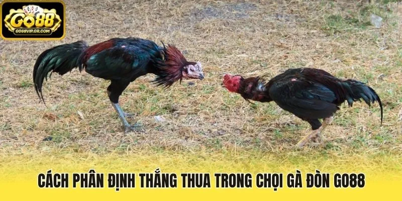 Cách phân định thắng thua trong chọi gà đòn Go88