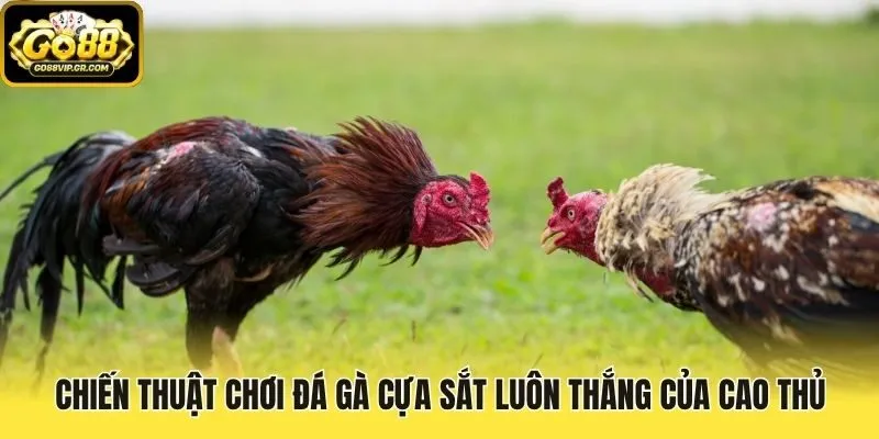 Chiến thuật chơi đá gà cựa sắt luôn thắng của cao thủ