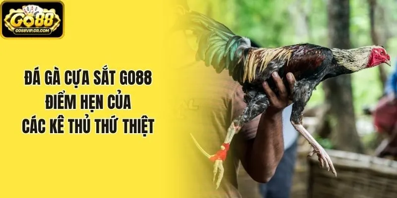 Đá Gà Cựa Sắt Go88 - Điểm Hẹn Của Các Kê Thủ Thứ Thiệt