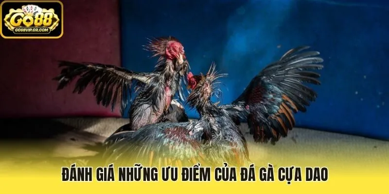 Đánh giá những ưu điểm của Đá Gà Cựa Dao