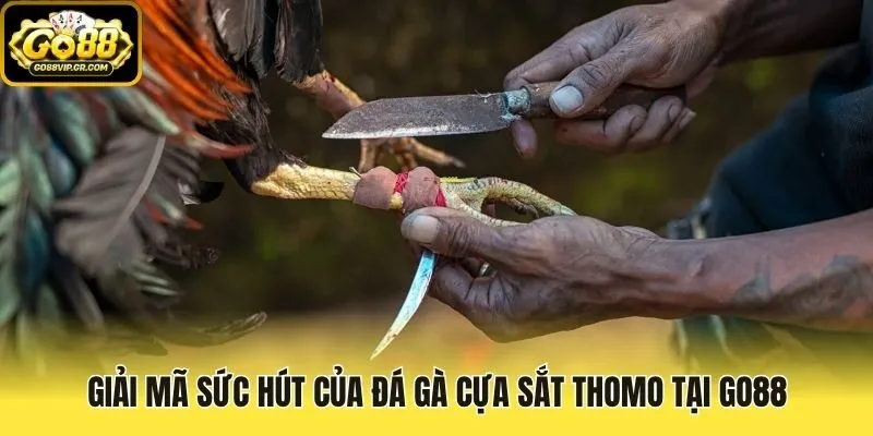 Giải mã sức hút của đá gà cựa sắt Thomo tại Go88