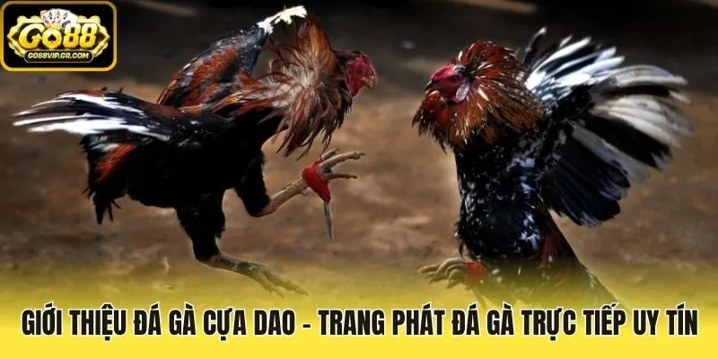 Giới thiệu Đá Gà Cựa Dao - Trang phát đá gà trực tiếp uy tín